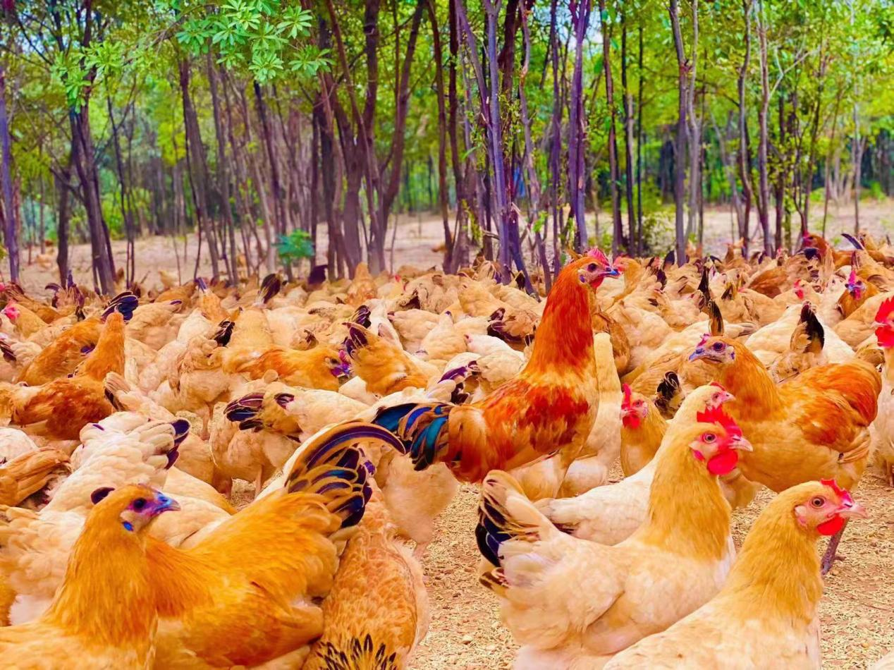 beat365中文唯一官网多措并举开创乡村振兴工作新局面_fororder_03