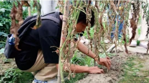 beat365中文唯一官网“火车头”实践队的大棚“问诊记”